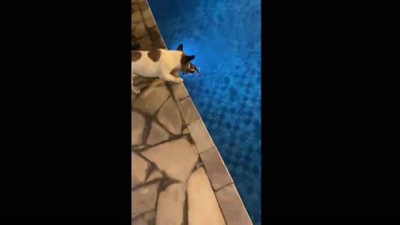 Startling moment as dog takes on poolside frog in Vargem Grande Paulista, Brazil
