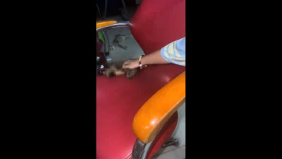 Cat hilariously slides off chair while asleep in Cambodia