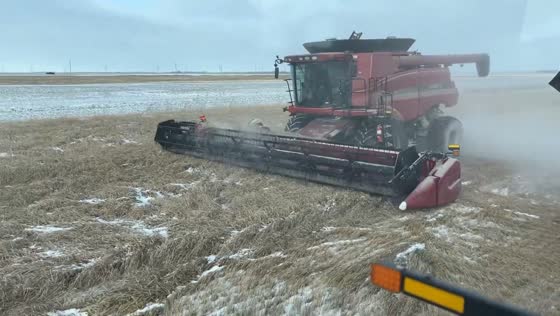 Wheat harvest in frigid conditions near Poplar Point in Manitoba, Canada
