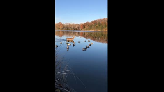 Unique water cross: deer interrupts duck hunt at Lake of the Ozarks, Missouri