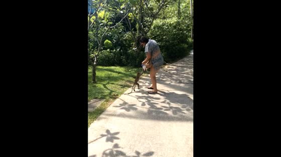Monkey jumps on woman during photo attempt in Krabi, Thailand