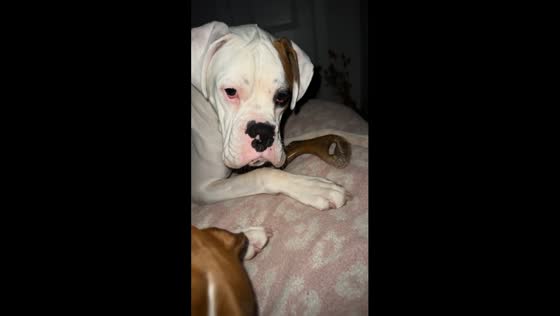 Sibling rivalry unleashed: Rosco's chewy showdown with Roxy!