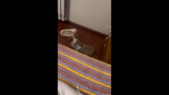 Little corgi puppy carries owner’s slipper in Shaanxi, China 