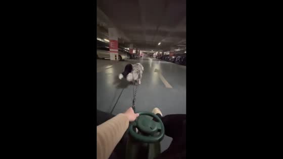 Man playing with two dogs in a toy car loses balance in Hubei, China