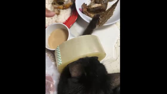 Cat tries to steal fish from plate through tape
