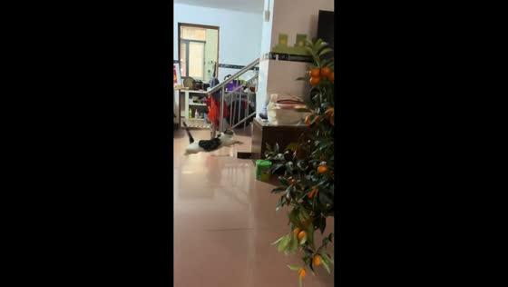 Firecrackers startle cat during mealtime in Guangdong, China