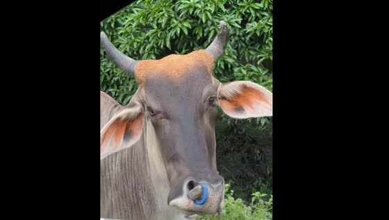 Cow appears to give directions by shrugging its head in Malungon, Philippines