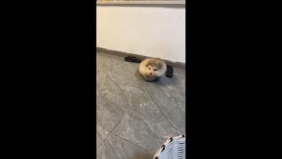 Dog squeezes into tiny food bowl and naps in Sichuan, China