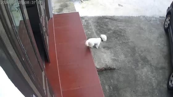 Strong wind shuts door as Bichon Frise steps outside in Zhejiang, China