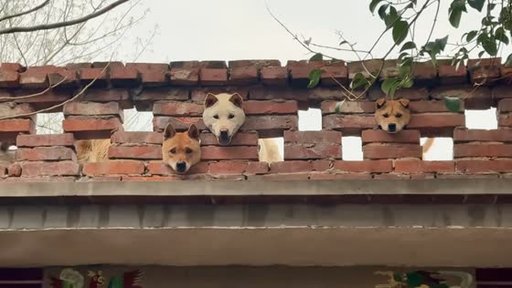 Dogs peek through wall and look down at owner in Henan, China