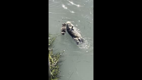 Otter mom's naptime swim: a heartwarming moment in Morro Bay