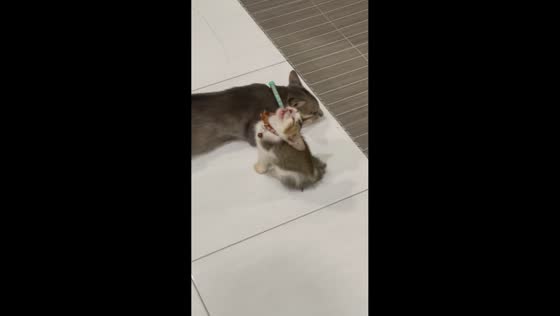 Kitten with head tilted upward and mouth open in Malacca, Malaysia