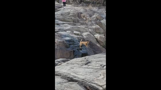 Dog slips on wet rock during mountain descent in Guangdong, China