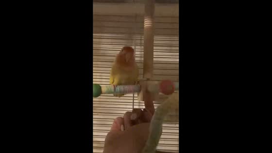 Parrot spins in place in Guizhou, China