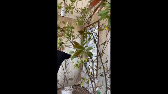 Man startles birds inside aviary in Shandong, China
