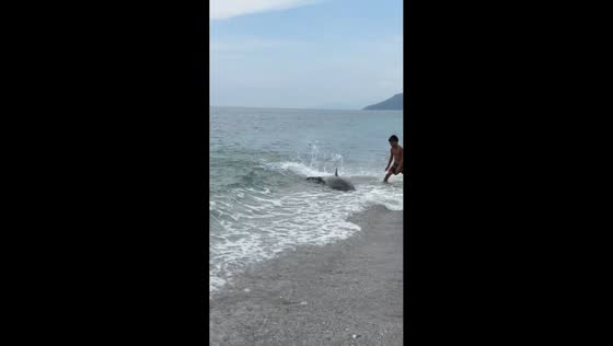 Curious dolphin keeps returning to shore in Paluan, Occidental Mindoro, Philippines