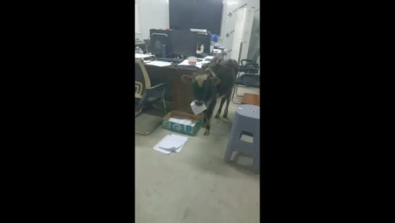 Calf chews piece of paper inside office in Tibet, China