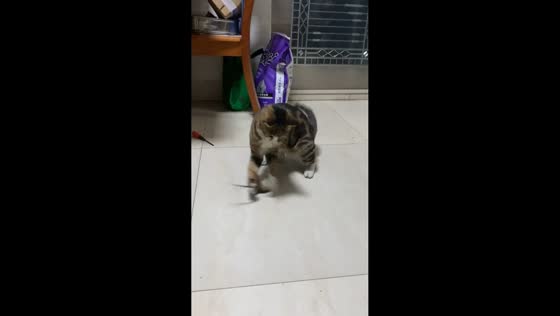 Tabby cat startles owner by tossing mouse during playtime in Guangdong, China