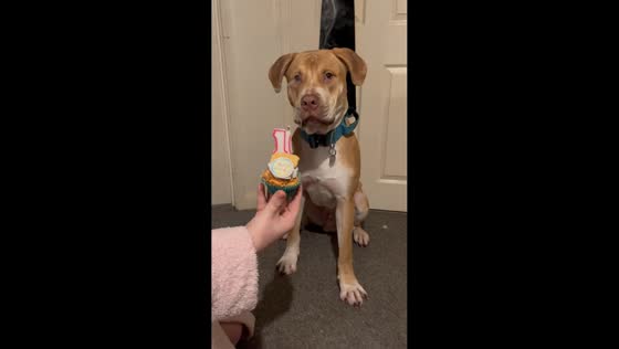 Heartwarming birthday celebration for a pet dog in Malvern, England, UK