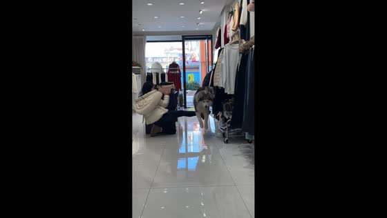 Playful Siberian Husky jumps inside clothing shop in Shandong, China