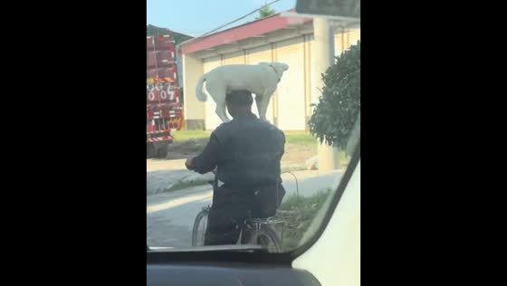 Man rides bicycle with dog balanced on his shoulder in Anhui, China