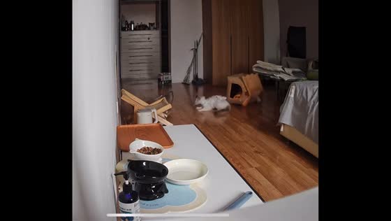 Cat in e-collar causes tumbling pet house in Beijing, China
