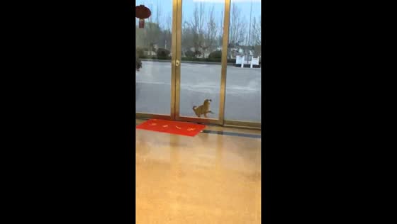Puppy bumps into glass door in Jiangsu, China