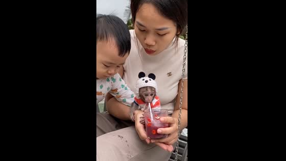 Adorable Pika: one-year-old monkey sips smoothie from cup in Hai Phong, Vietnam