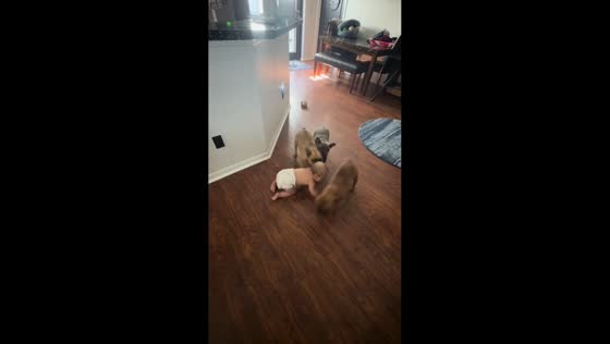 Baby and dogs play together happily in Gainesville, Florida