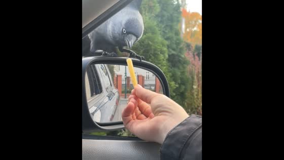 Sparrow rejects fries as jackdaw swoops in to steal snack in Olsztyn, Poland