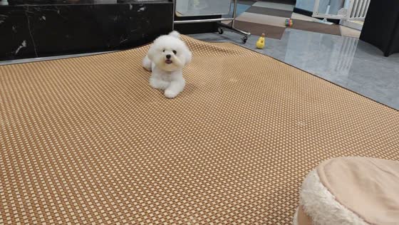 Dog playfully rubs and crawls across carpet inside house in Zhejiang, China