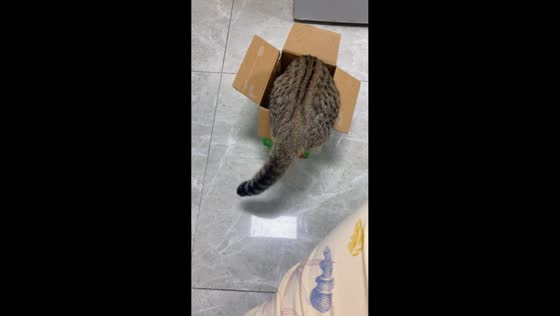 Determined cat squeezes perfectly into tiny box in Liaoning, China