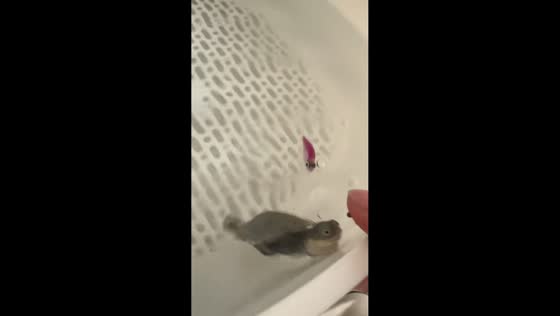 Turtle left puzzled after fish steals snack in Jiangsu, China