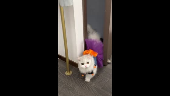 Adorable cat in Halloween outfit surprises owner in Zhejiang, China