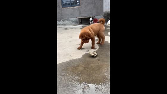 Dogs and pigs curiously interact with turtle in Anhui, China