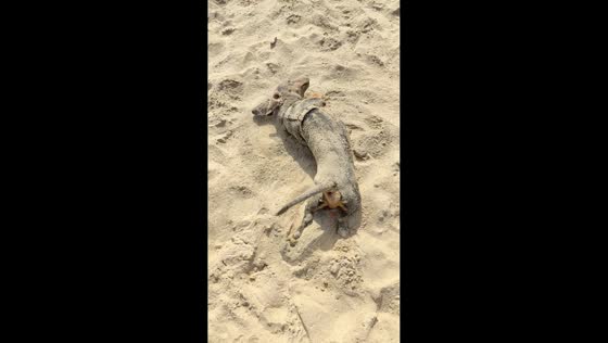 Playful dachshund rolls in sand while enjoying sunny beach day in Salvador, Brazil