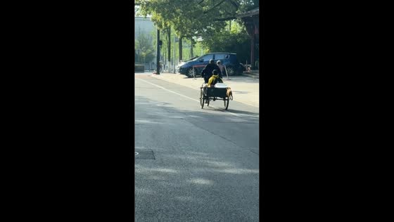 Playful dog chases three-wheeled bicycle and joins car at traffic light in Zhejiang, China