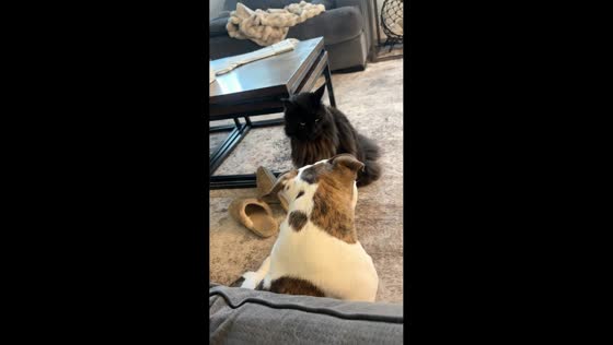 Cat startles dog during living room moment in Henderson, Nevada, USA