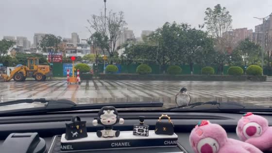 Bird balances on moving windshield wipers in Yunnan, China