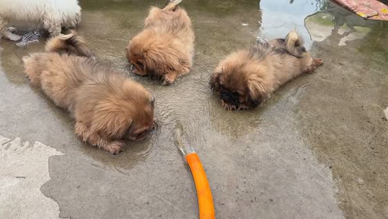 Four puppies play beside flowing water hose in Jiangsu, China