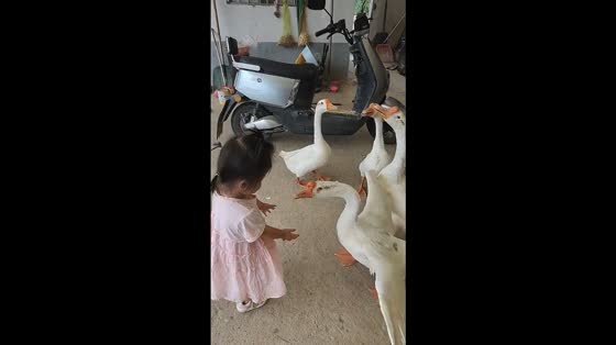 Little girl approaches noisy geese in Jiangsu, China
