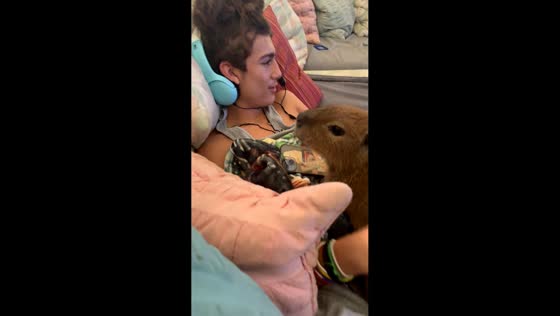  Adorable pet capybara lies beside playful kid in Loxahatchee, Florida, USA