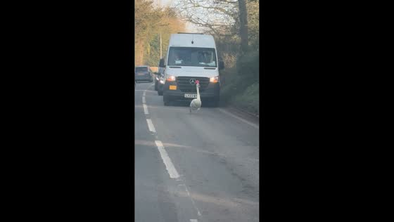 Swan blocks morning traffic during school run in Upminster, England, UK