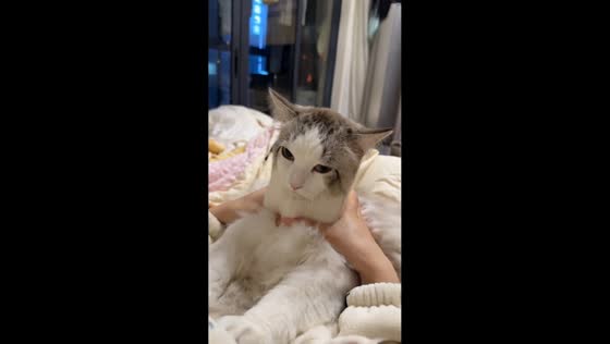 Cat’s face squished for a funny moment in Hunan, China