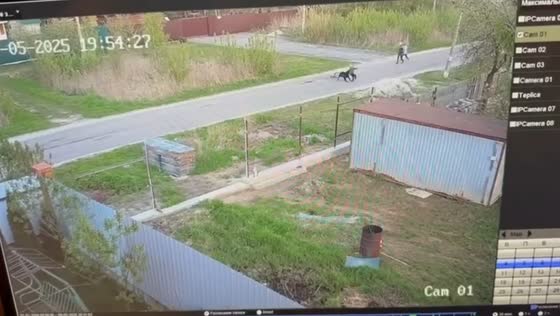 Alabai dog attacks six-year-old boy in Shatura, Moscow, Russia
