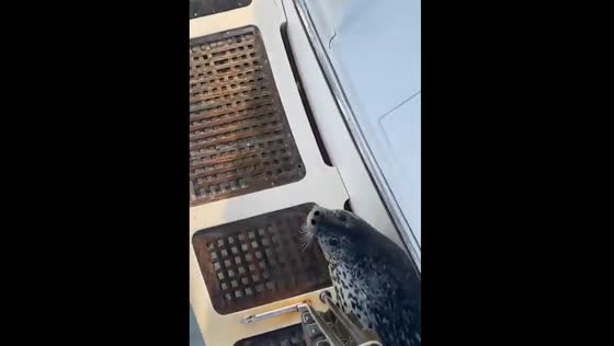 Seal escapes killer whales by climbing onto yacht in Avacha Bay, Kamchatka