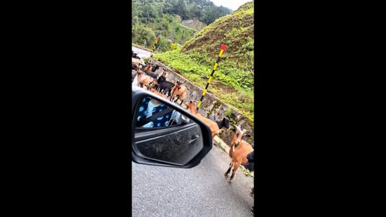 Dog clears goats from rural road in Jiangsu, China