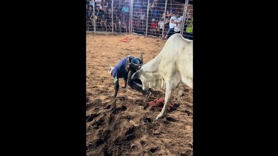Professional bull circus maneuvers: skilled performances in Brazil