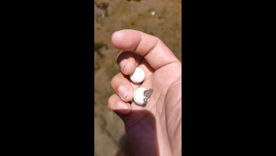 Turtle hatchling emerges from egg in Cogon, Malay, Aklan, Philippines