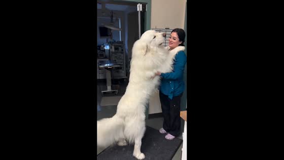 Dog gets presidential treatment at the vet in Idaho, USA
